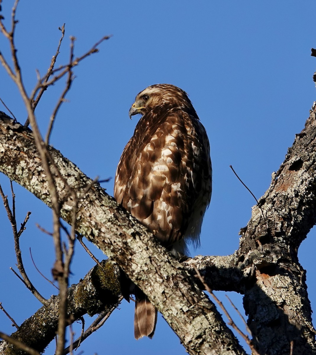 Красноплечий канюк - ML646670521