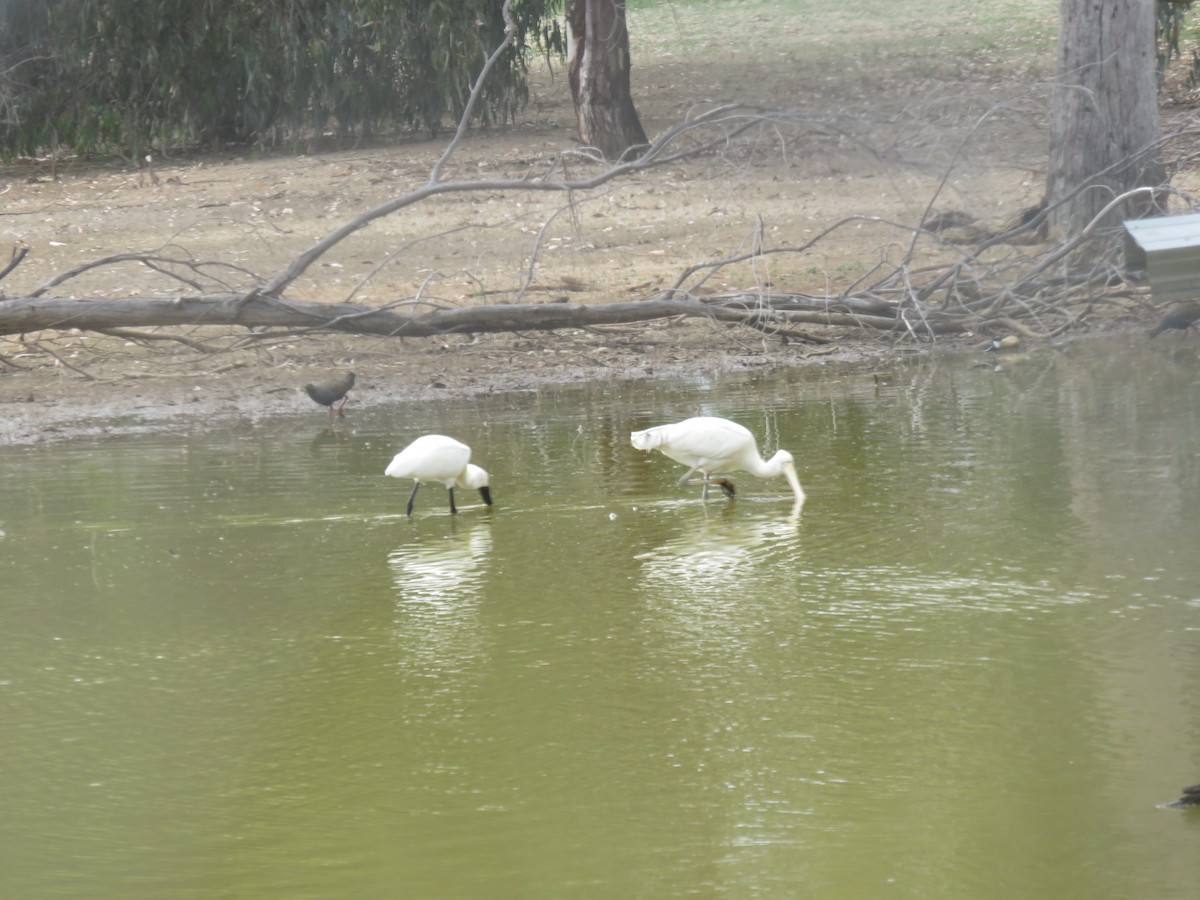Косар королівський - ML646670530