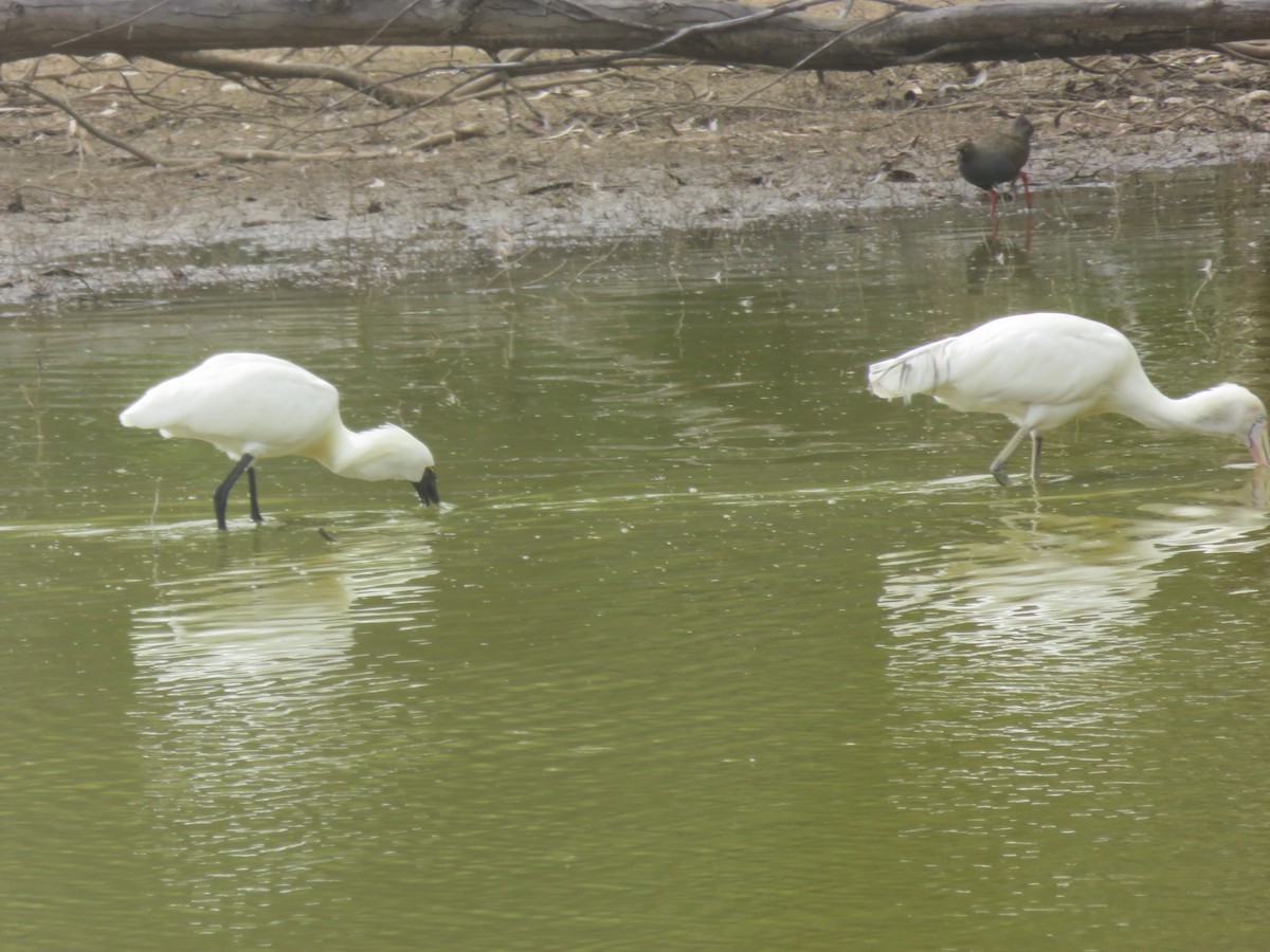 Косар королівський - ML646670531