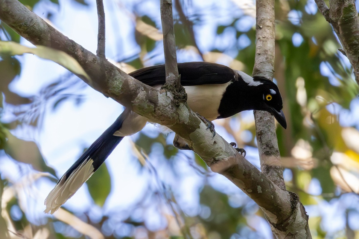 エリジロルリサンジャク - ML646670537