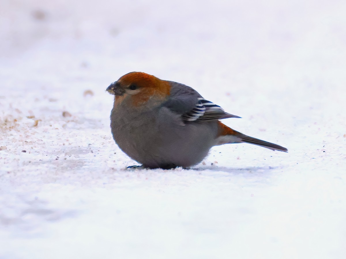 Pine Grosbeak - ML646670541
