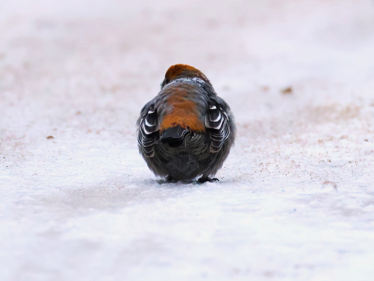 Pine Grosbeak - ML646670542