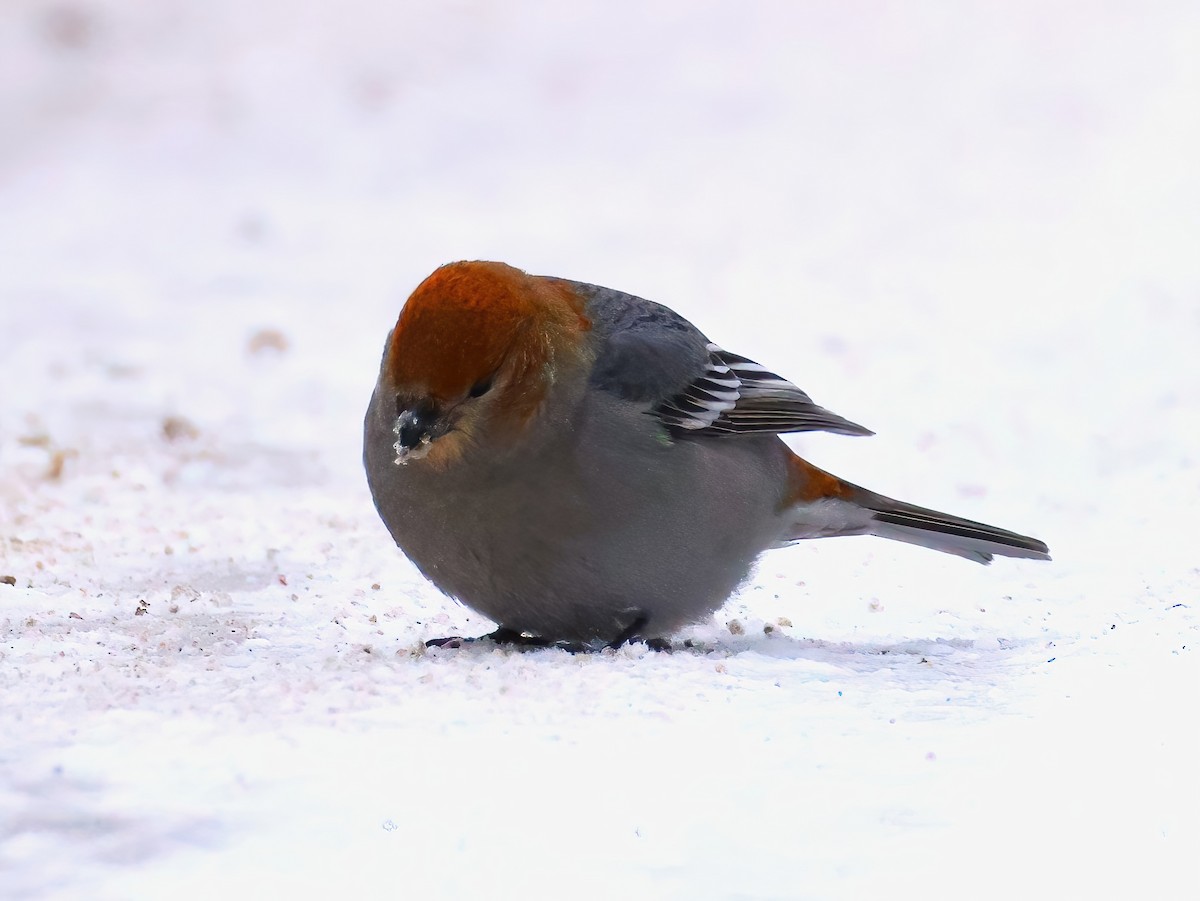 Pine Grosbeak - ML646670543