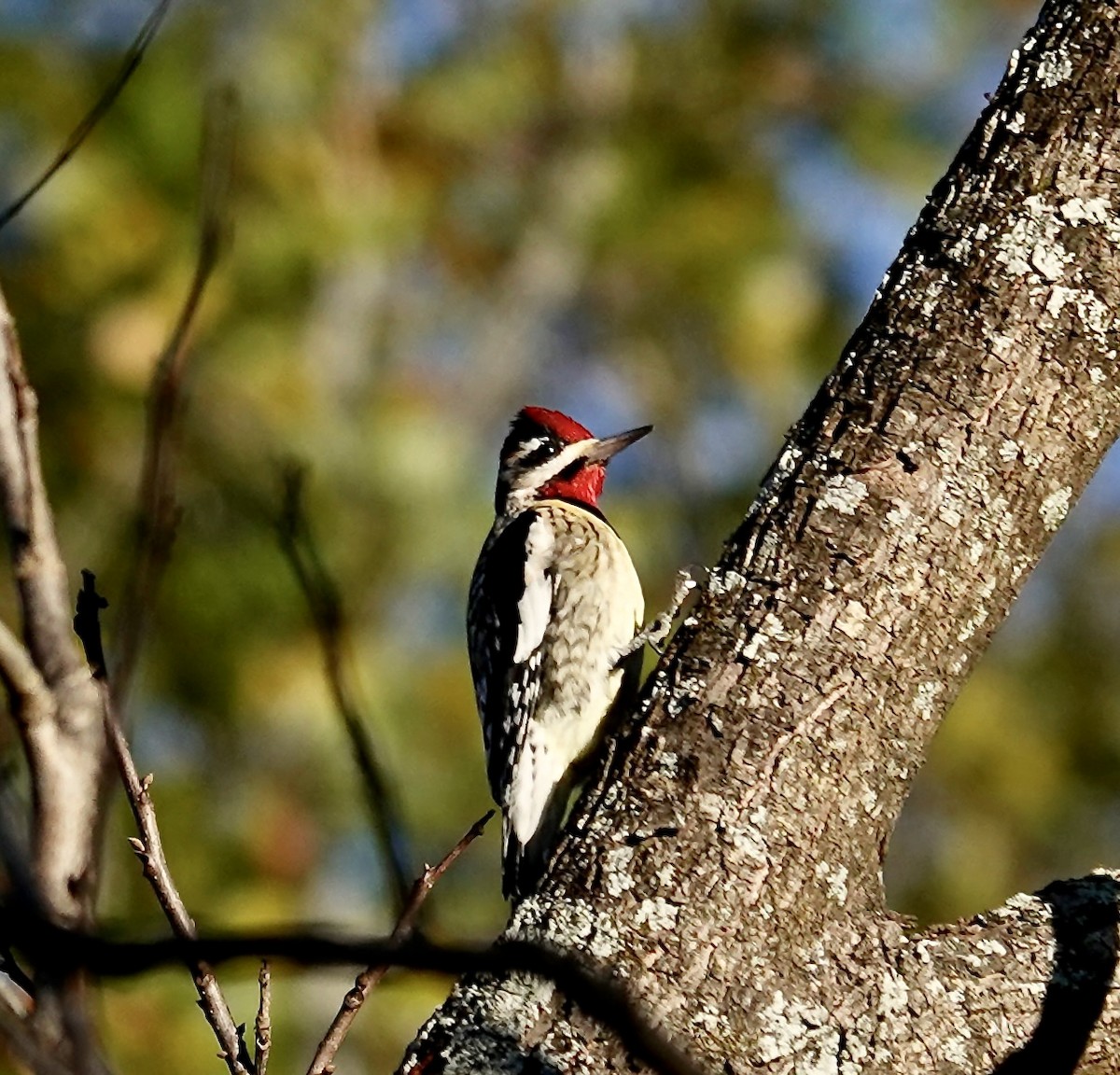 Желтобрюхий дятел-сокоед - ML646670548