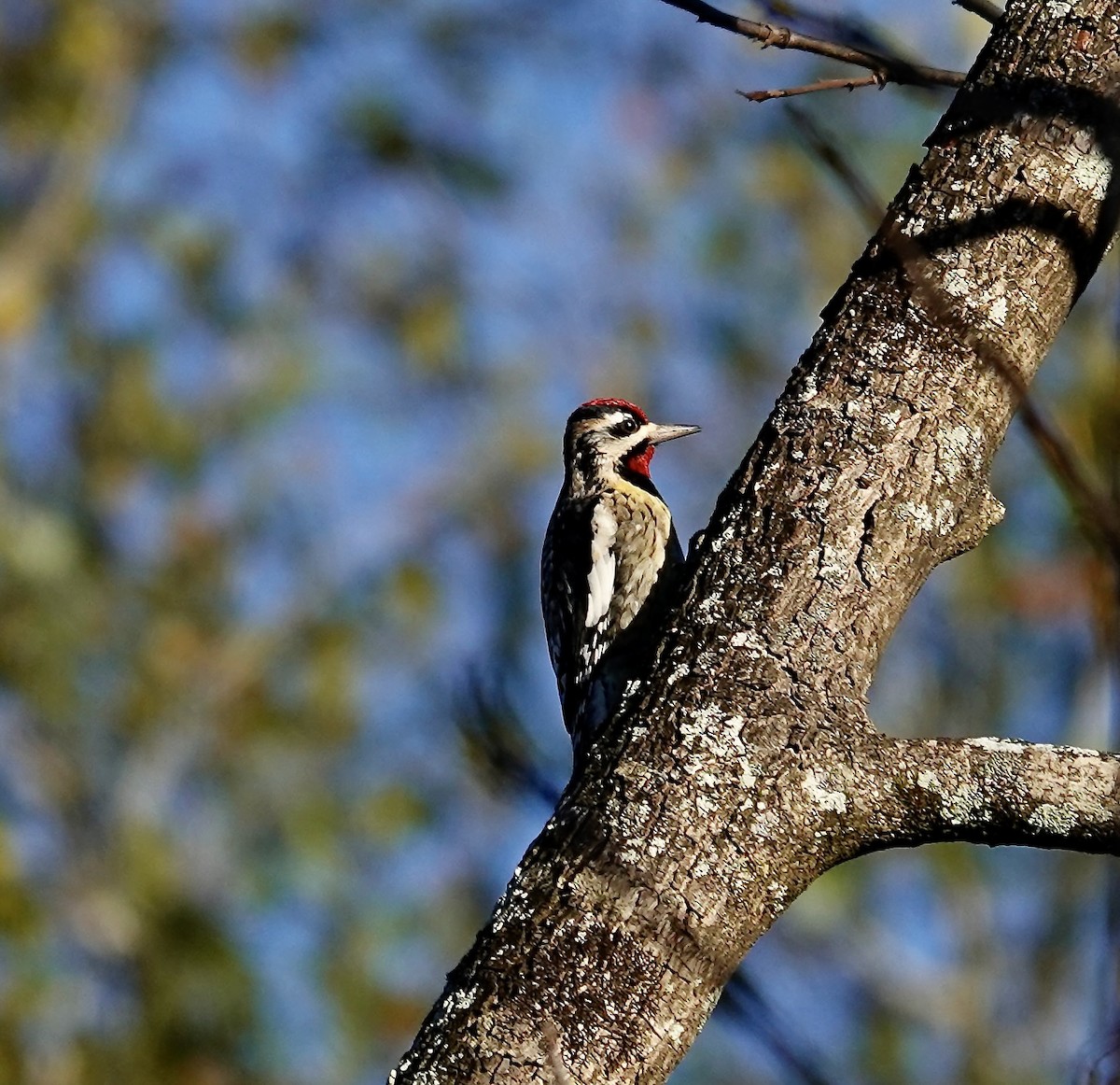 Желтобрюхий дятел-сокоед - ML646670549