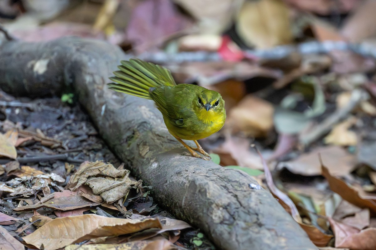 ウグイスアメリカムシクイ - ML646670554