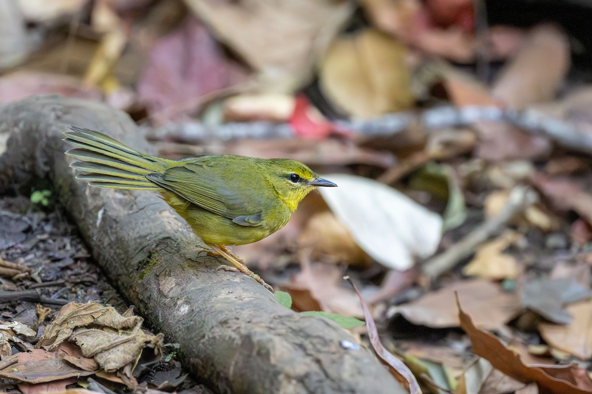 ウグイスアメリカムシクイ - ML646670555