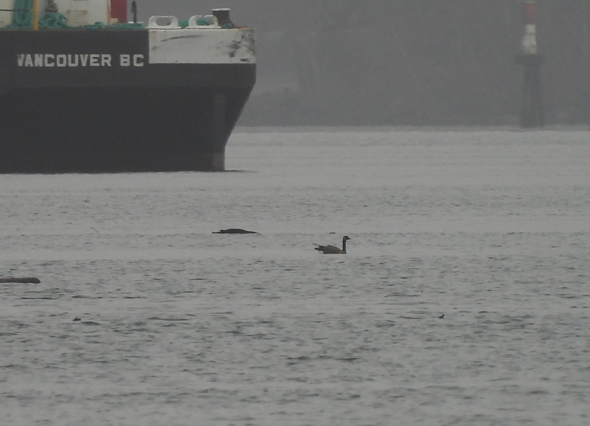 Oca canadese maggiore - ML646670557