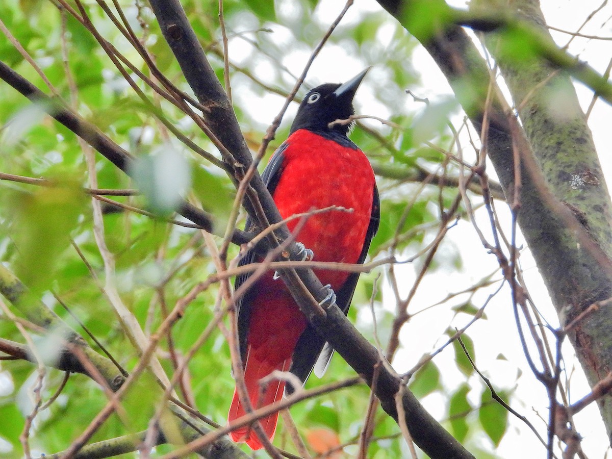 Maroon Oriole - ML646670559