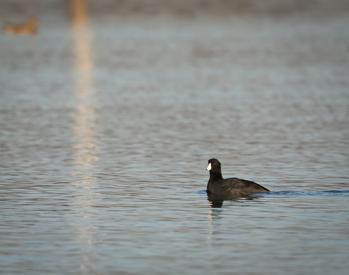 American Coot - ML646670560