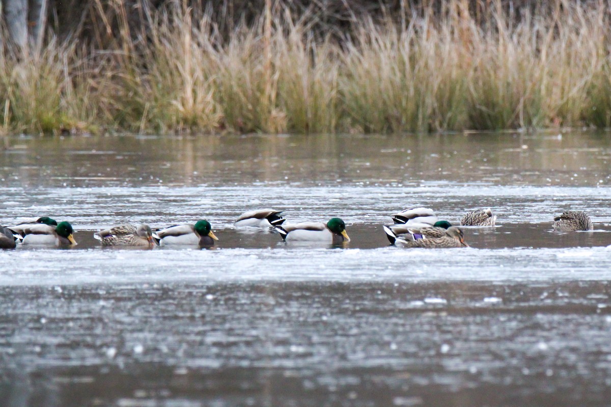 Mallard - ML646670561