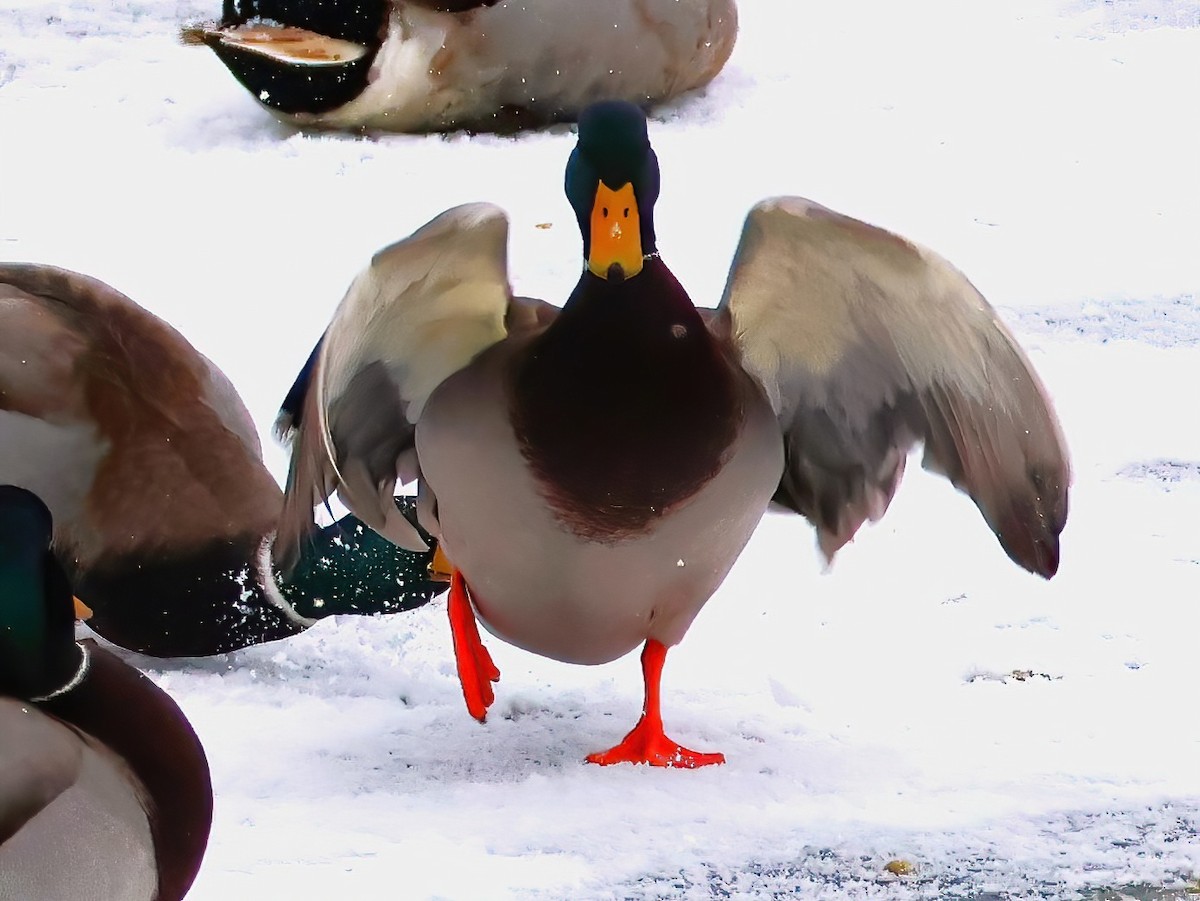 Mallard - ML646670564