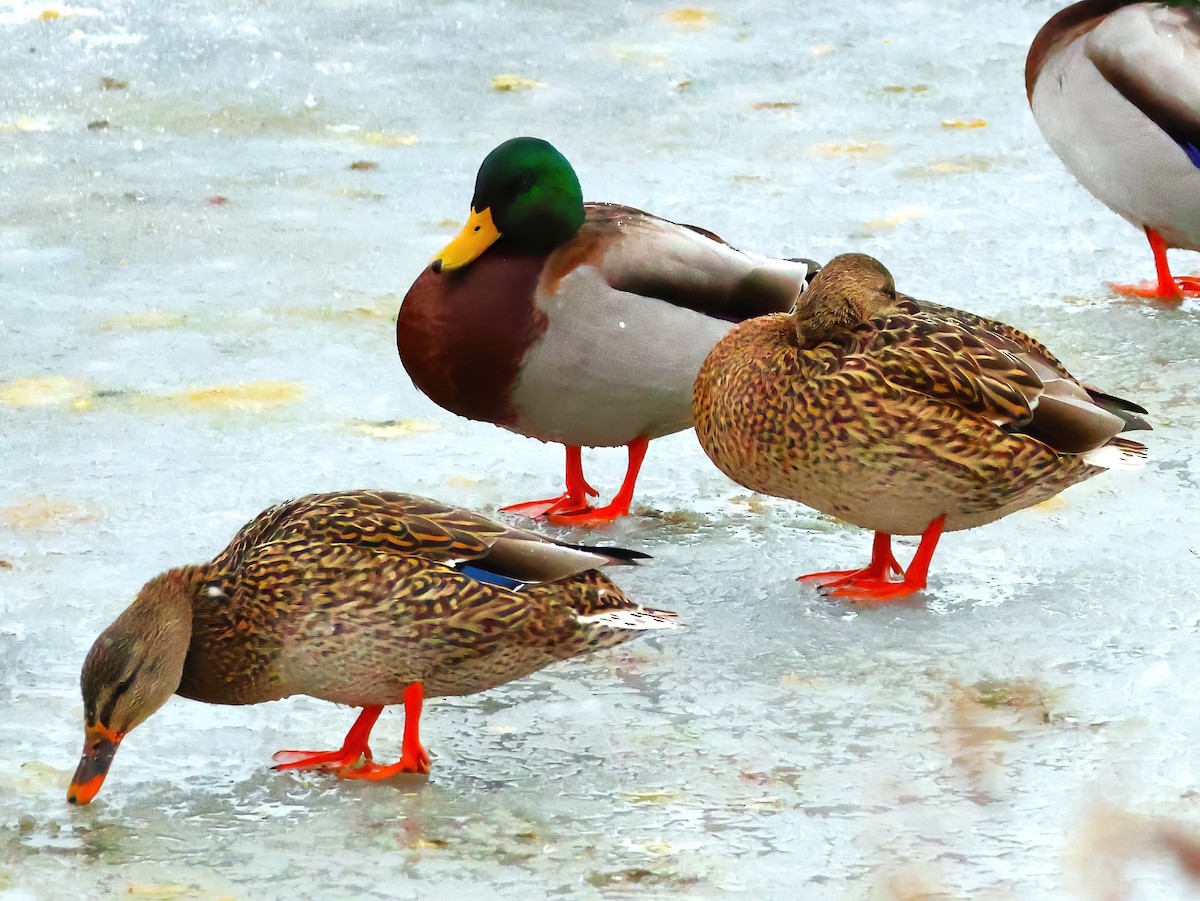 Mallard - ML646670565