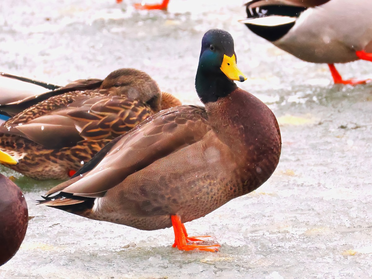 Mallard - ML646670566