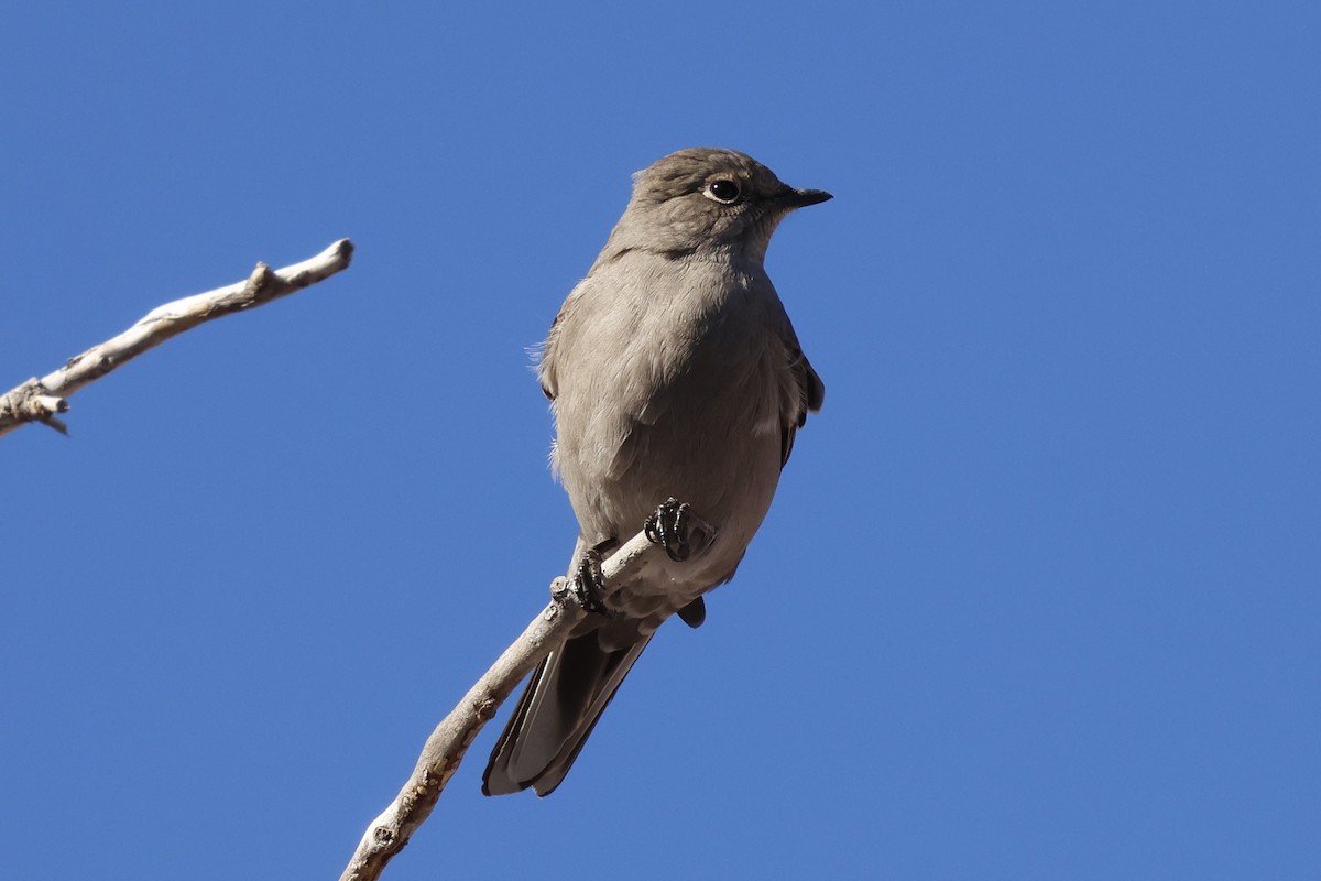 lesňák západní - ML646670567