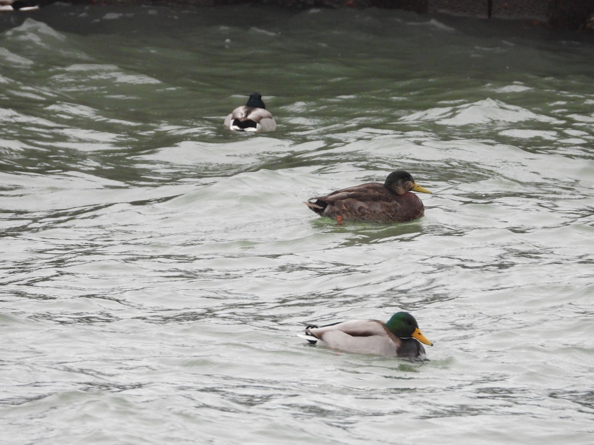Mallard x American Black Duck (hybrid) - ML646670568