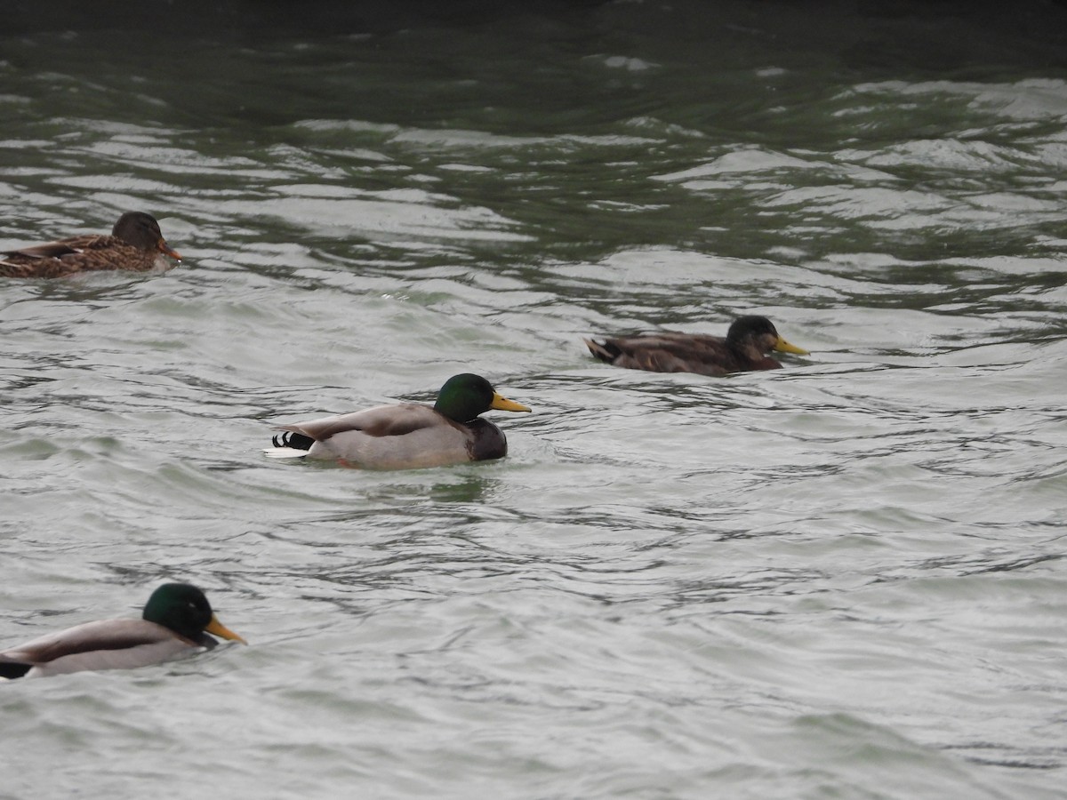 Mallard x American Black Duck (hybrid) - ML646670569