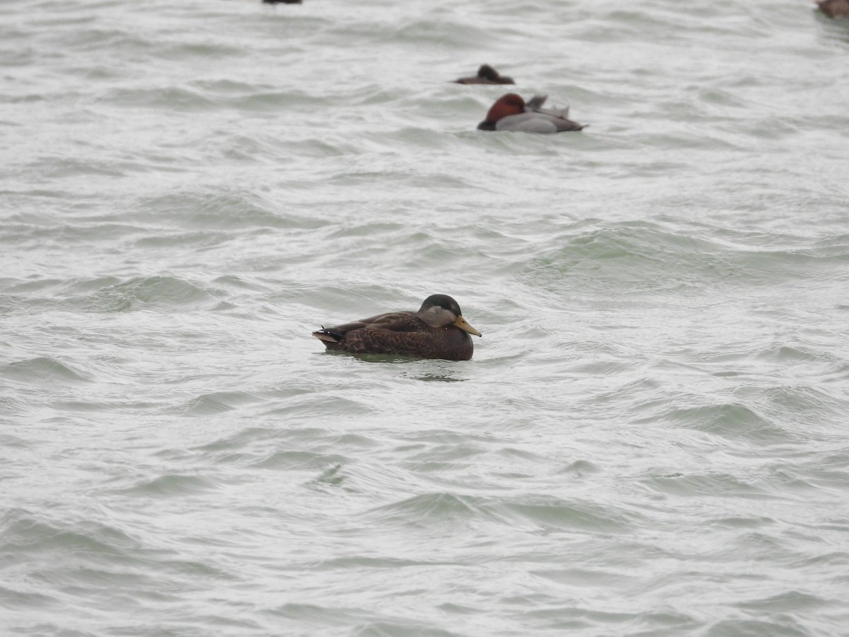 Mallard x American Black Duck (hybrid) - ML646670570
