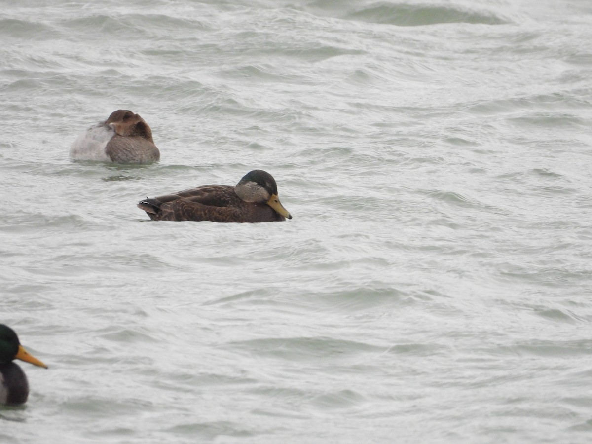 Mallard x American Black Duck (hybrid) - ML646670571