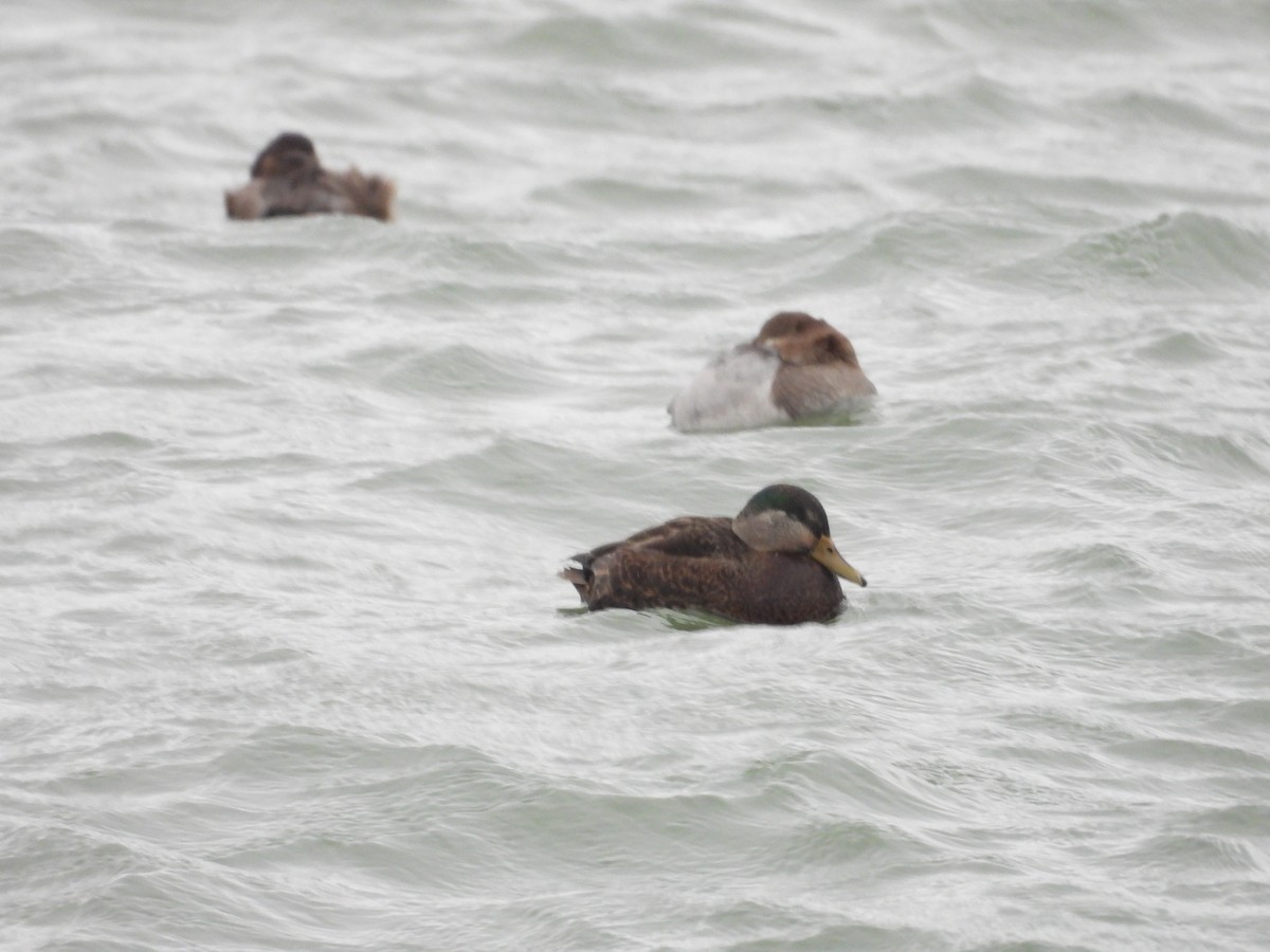 Mallard x American Black Duck (hybrid) - ML646670572