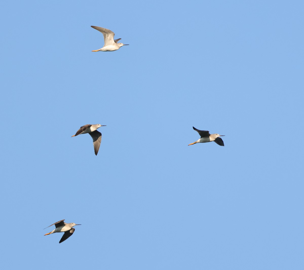 Greater Yellowlegs - ML646670577