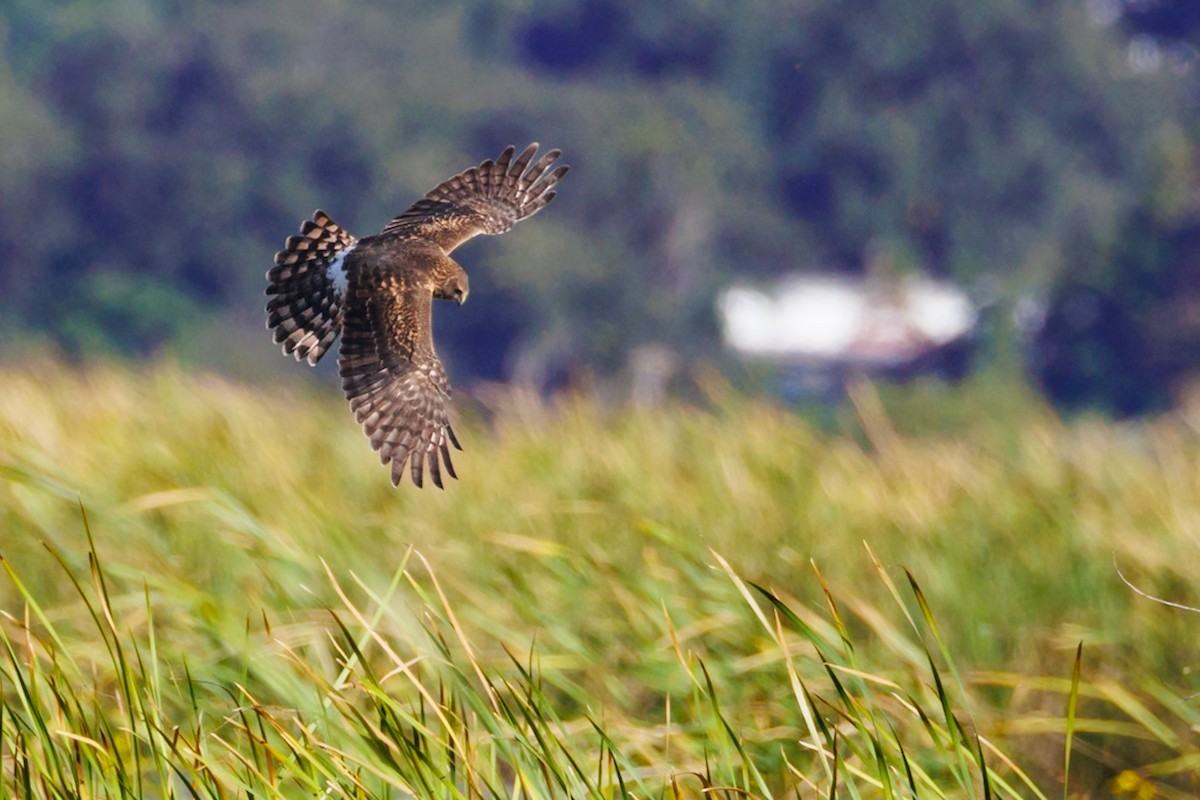 Northern Harrier - ML646670581