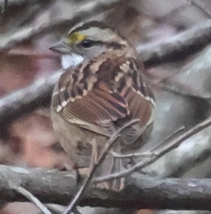 White-throated Sparrow - ML646670582