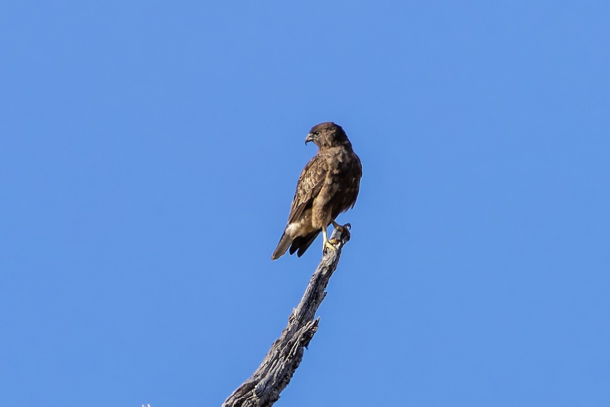 Busardo Hawaiano - ML646670588