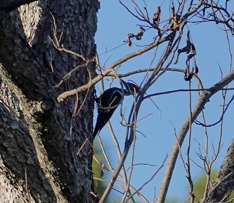 Хохлатая желна - ML646670589