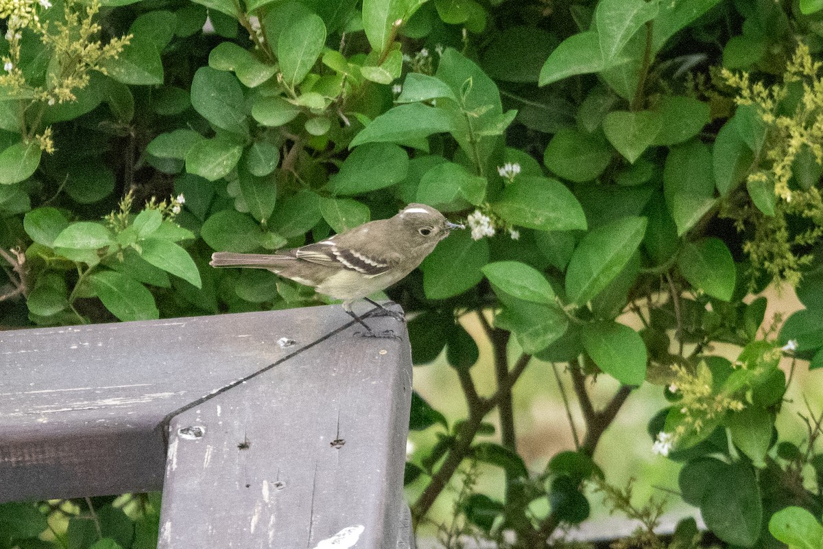 Élénie à cimier blanc - ML646670590