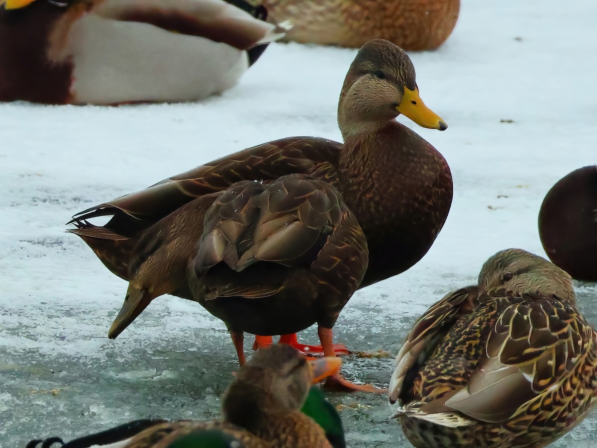 American Black Duck - ML646670592
