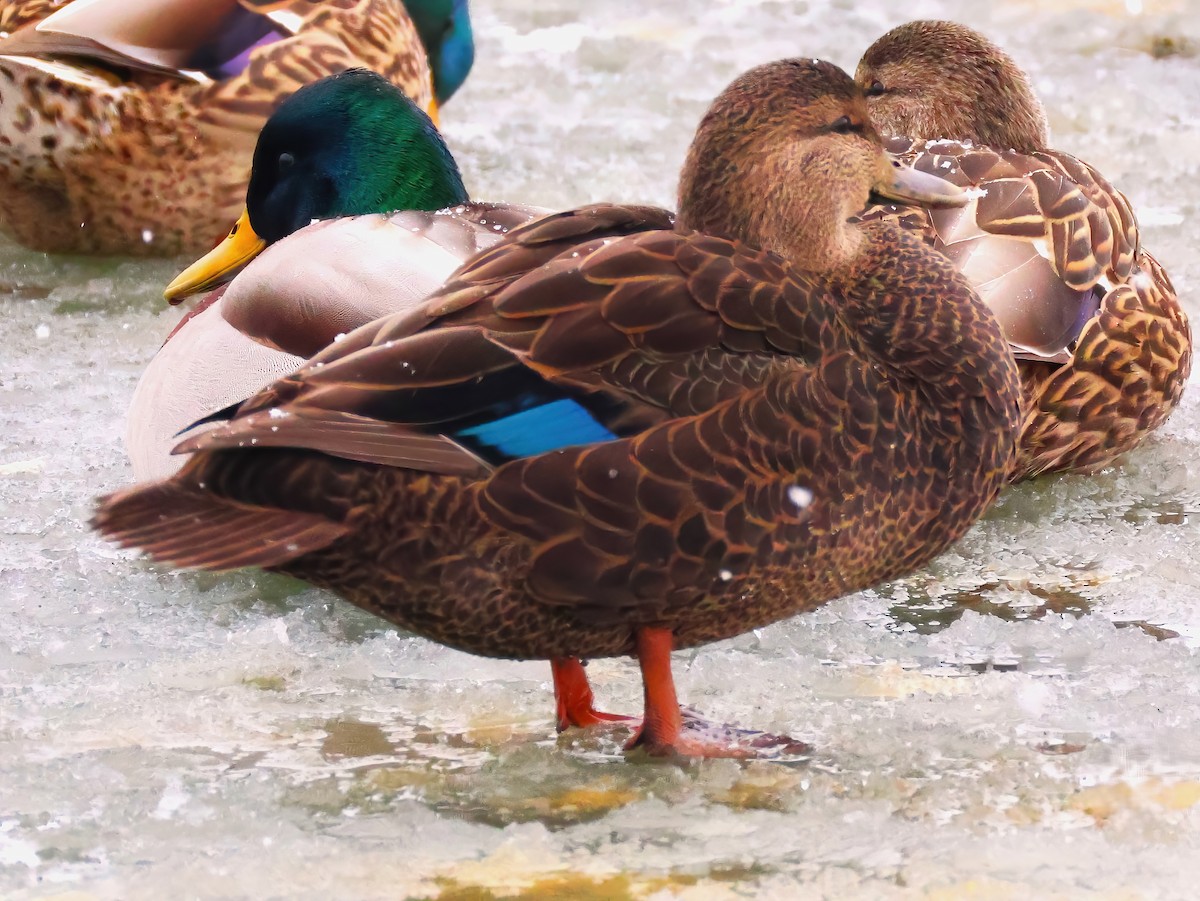 American Black Duck - ML646670593