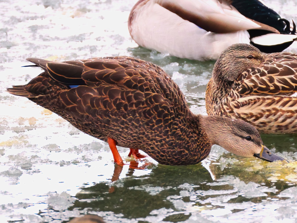 American Black Duck - ML646670594