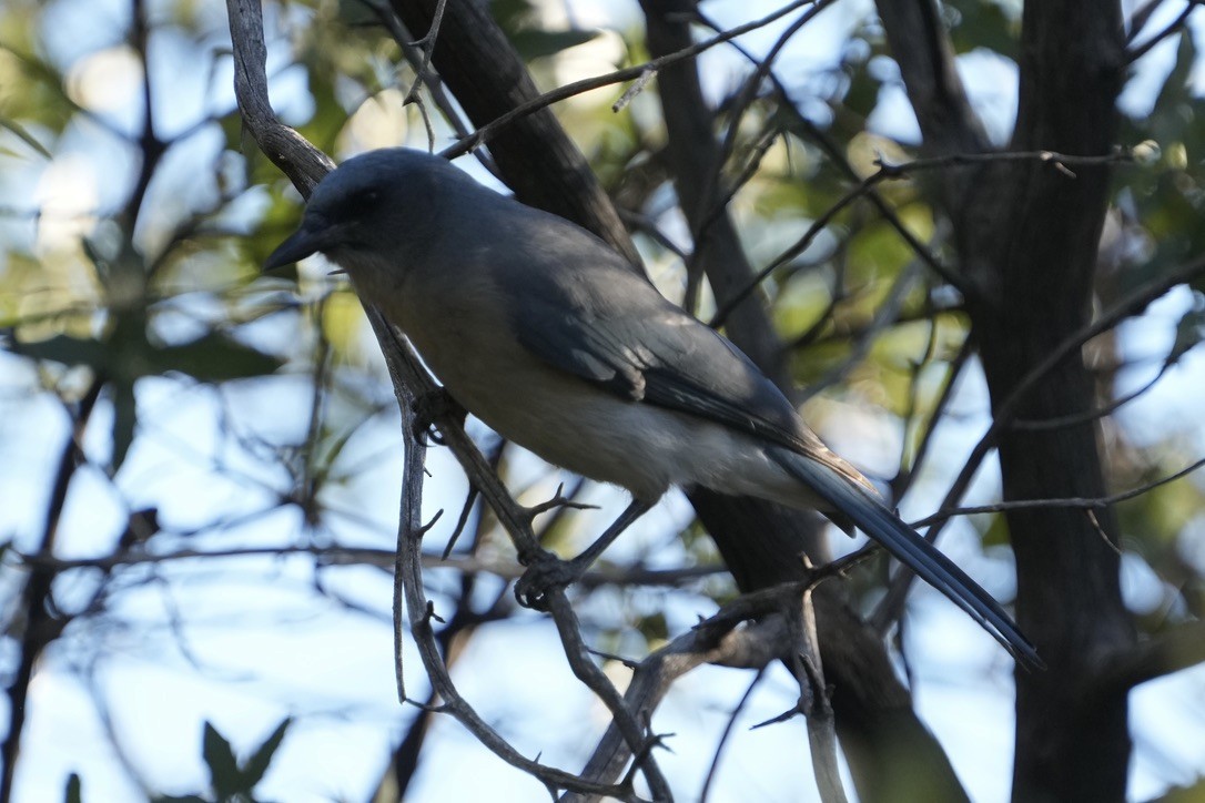 sojka mexická - ML646670597