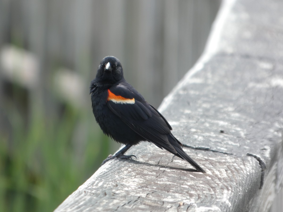 Red-winged Blackbird - ML646670598