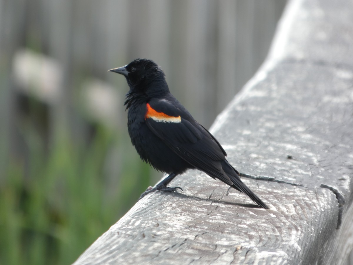 Red-winged Blackbird - ML646670599