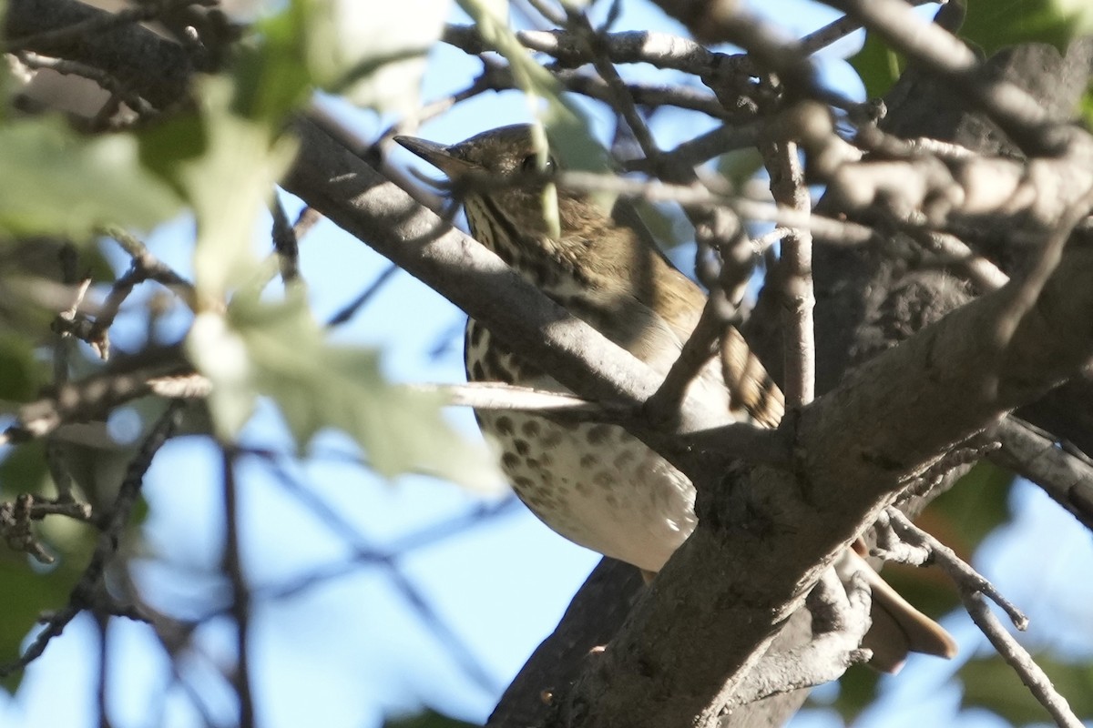 drozd rezavoocasý - ML646670600