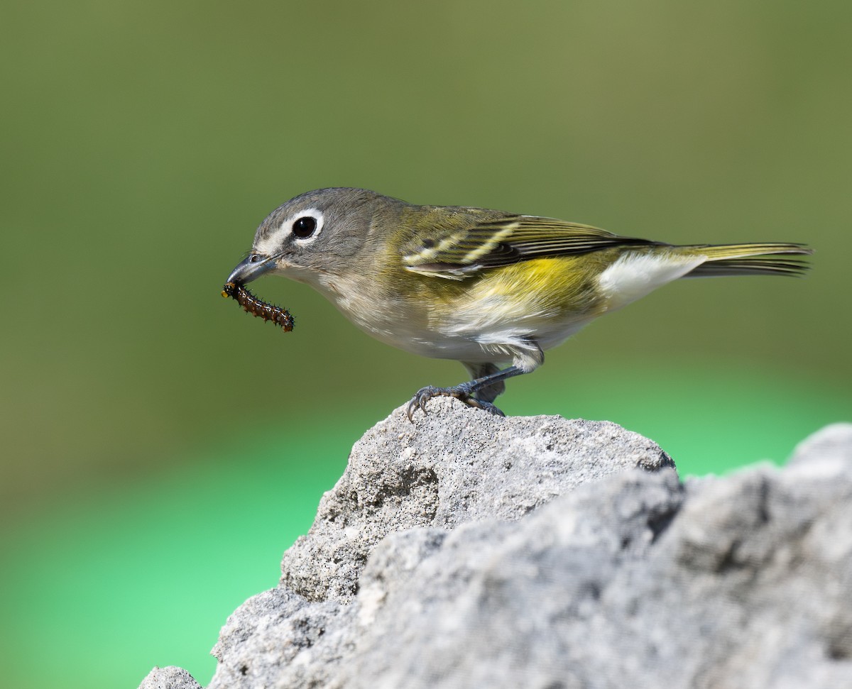 Blue-headed Vireo - ML646670603