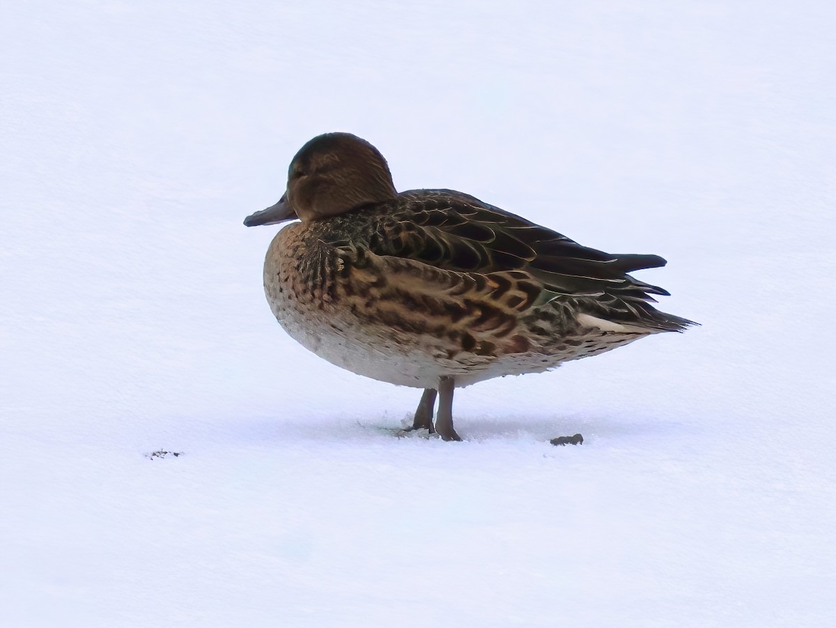 Green-winged Teal - ML646670605