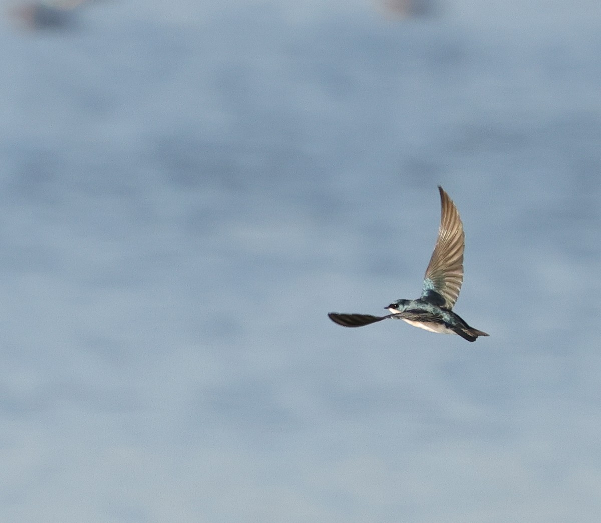 Tree Swallow - ML646670607