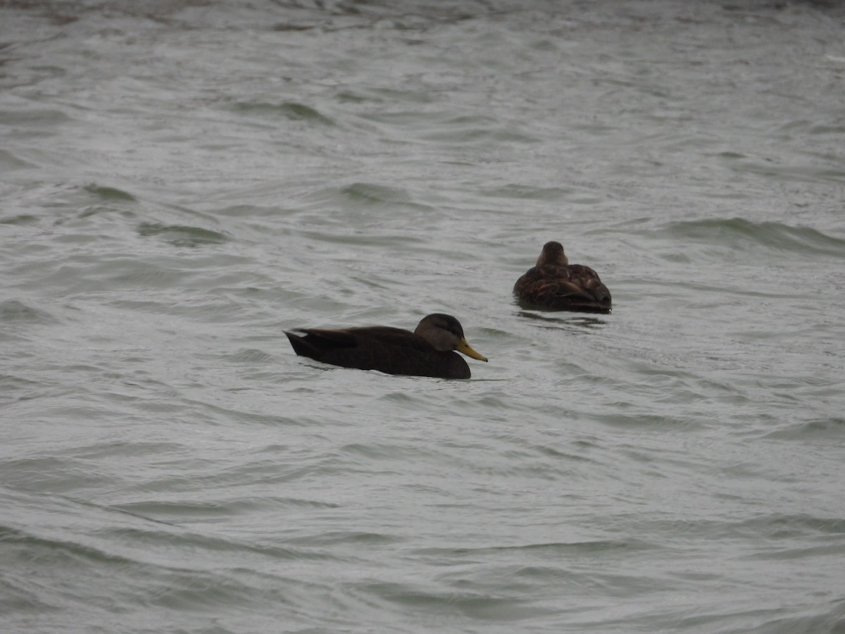 American Black Duck - ML646670608