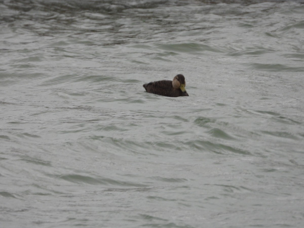 American Black Duck - ML646670609