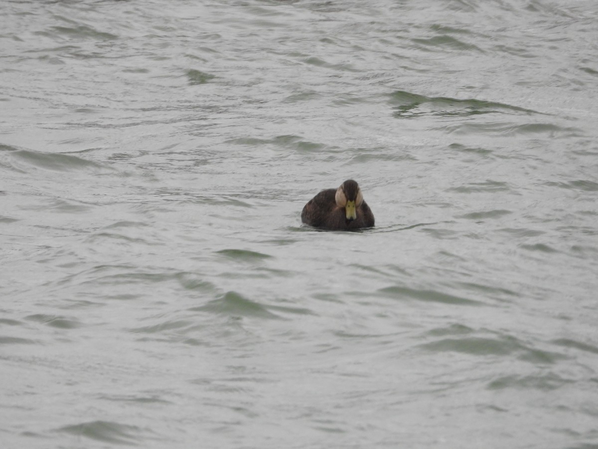American Black Duck - ML646670610