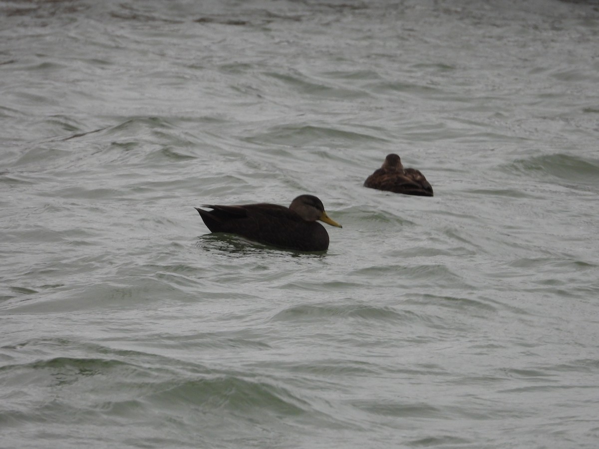 American Black Duck - ML646670611