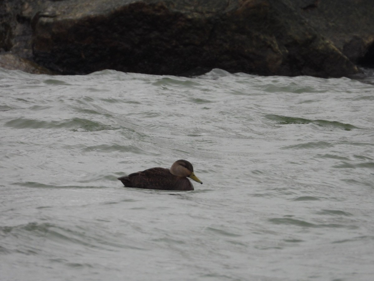 American Black Duck - ML646670613