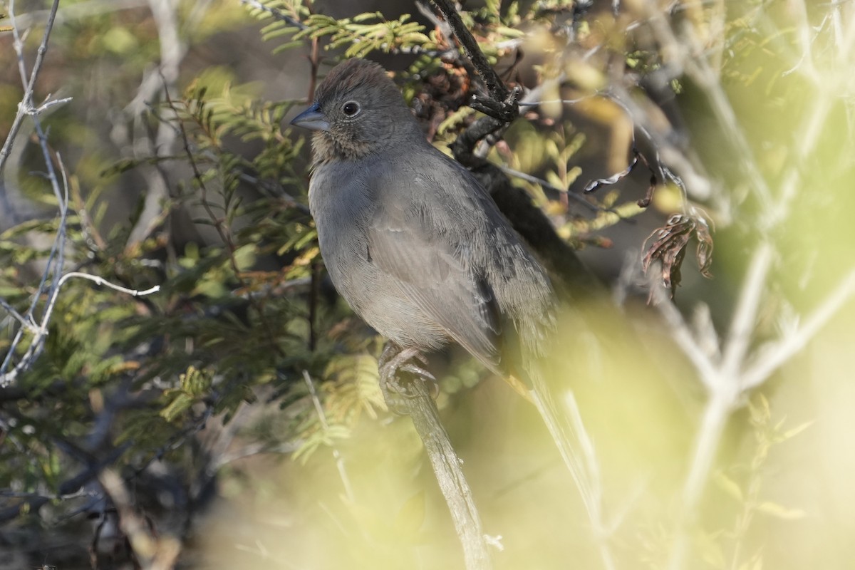 Canyon Towhee - ML646670616