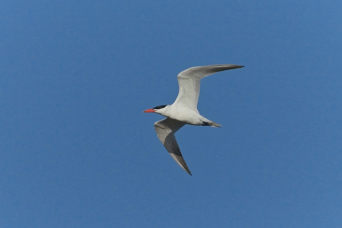 Caspian Tern - ML646670618