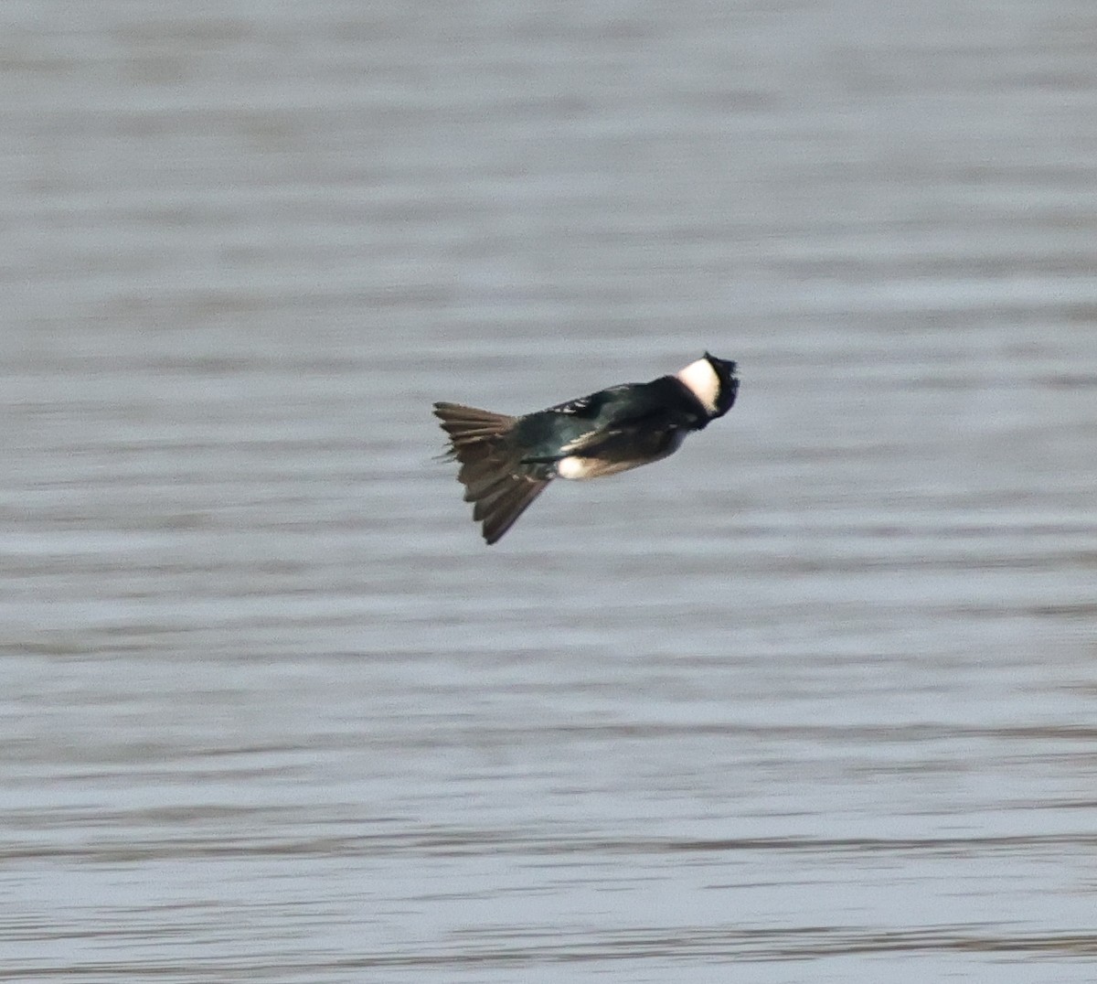 Tree Swallow - ML646670619