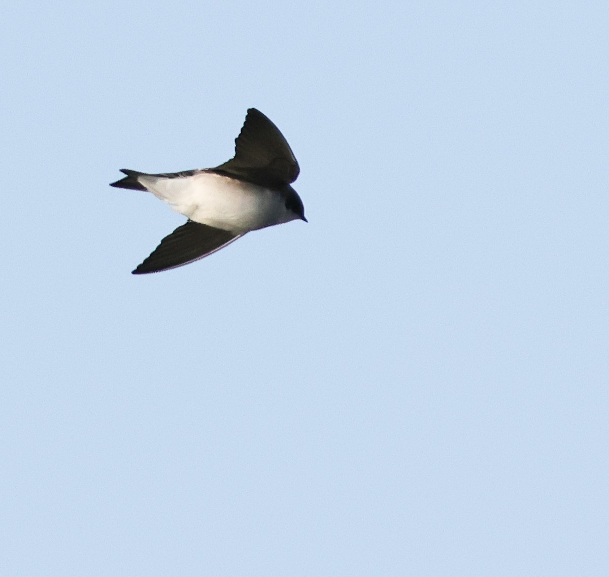 Tree Swallow - ML646670621