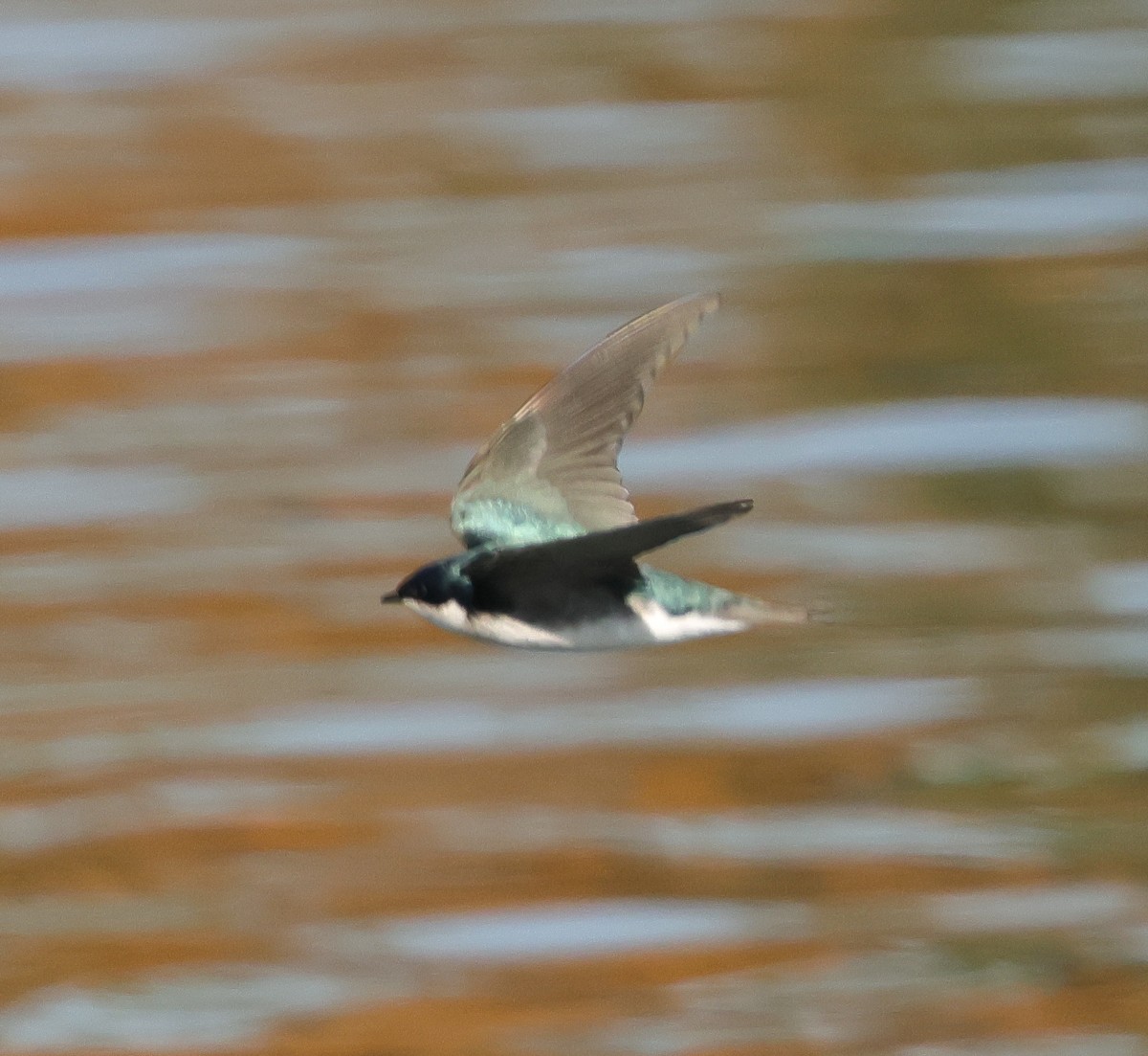 Tree Swallow - ML646670624